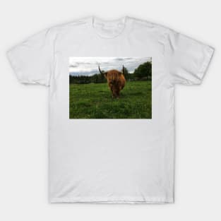 Scottish Highland Cattle Cow 2406 T-Shirt